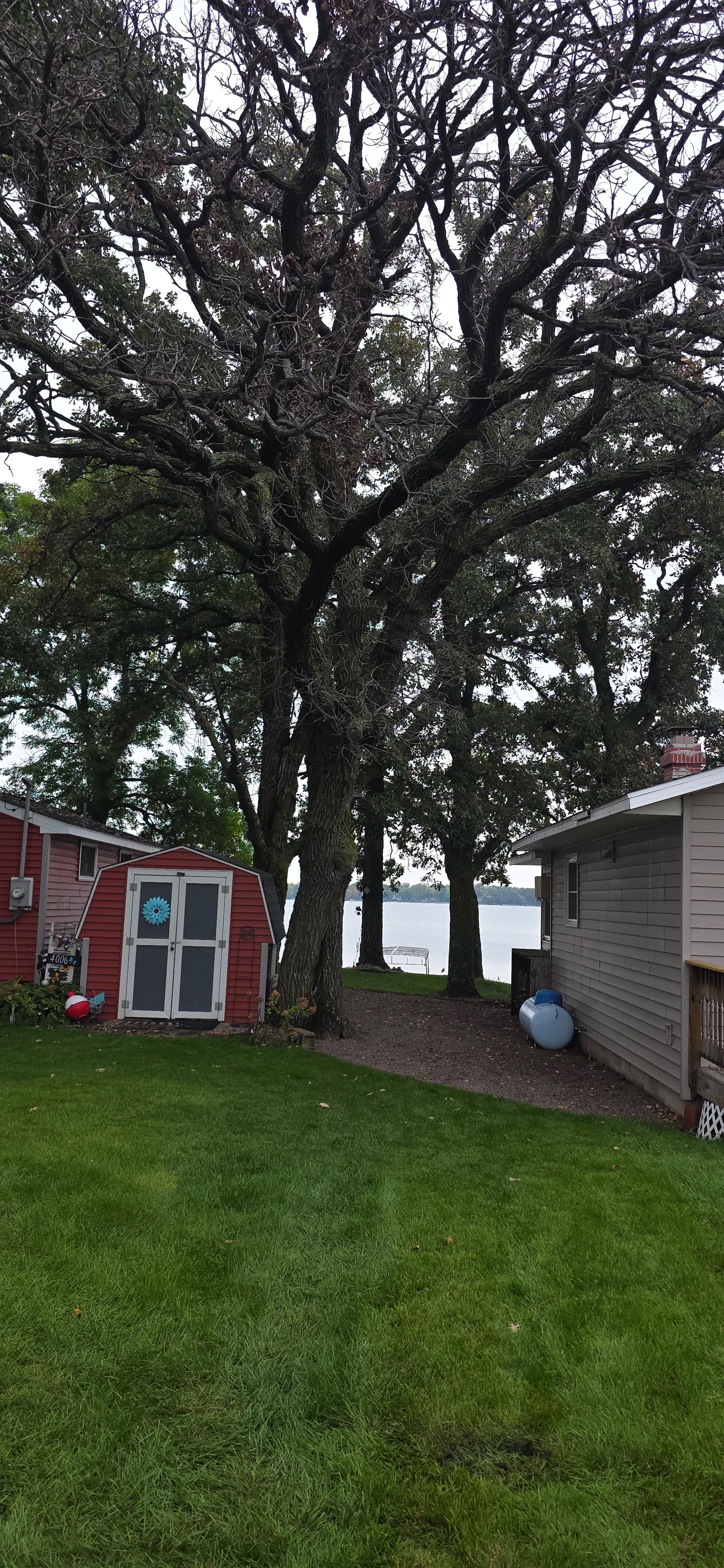 Oak Removal Between Buildings on a Tight Lakeside Lot image