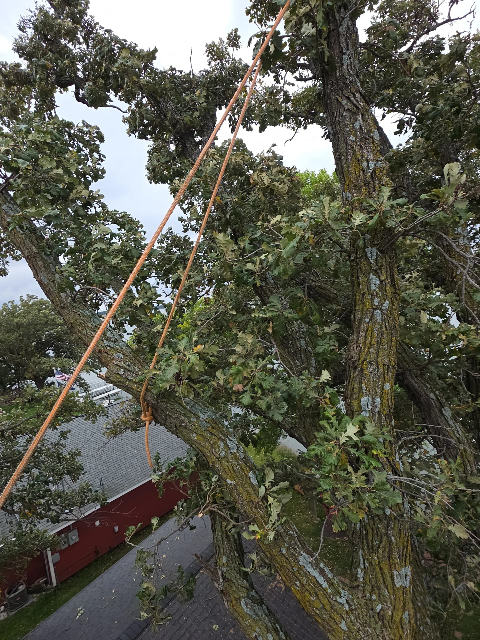 Gallery photos for Oak Removal Between Buildings on a Tight Lakeside Lot: Image #1