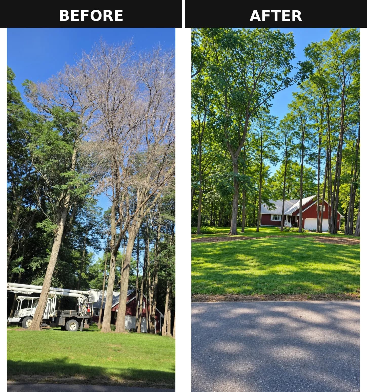 Dead Tree Removal Done Right - Stumps Ground, Property Cleaned Up image