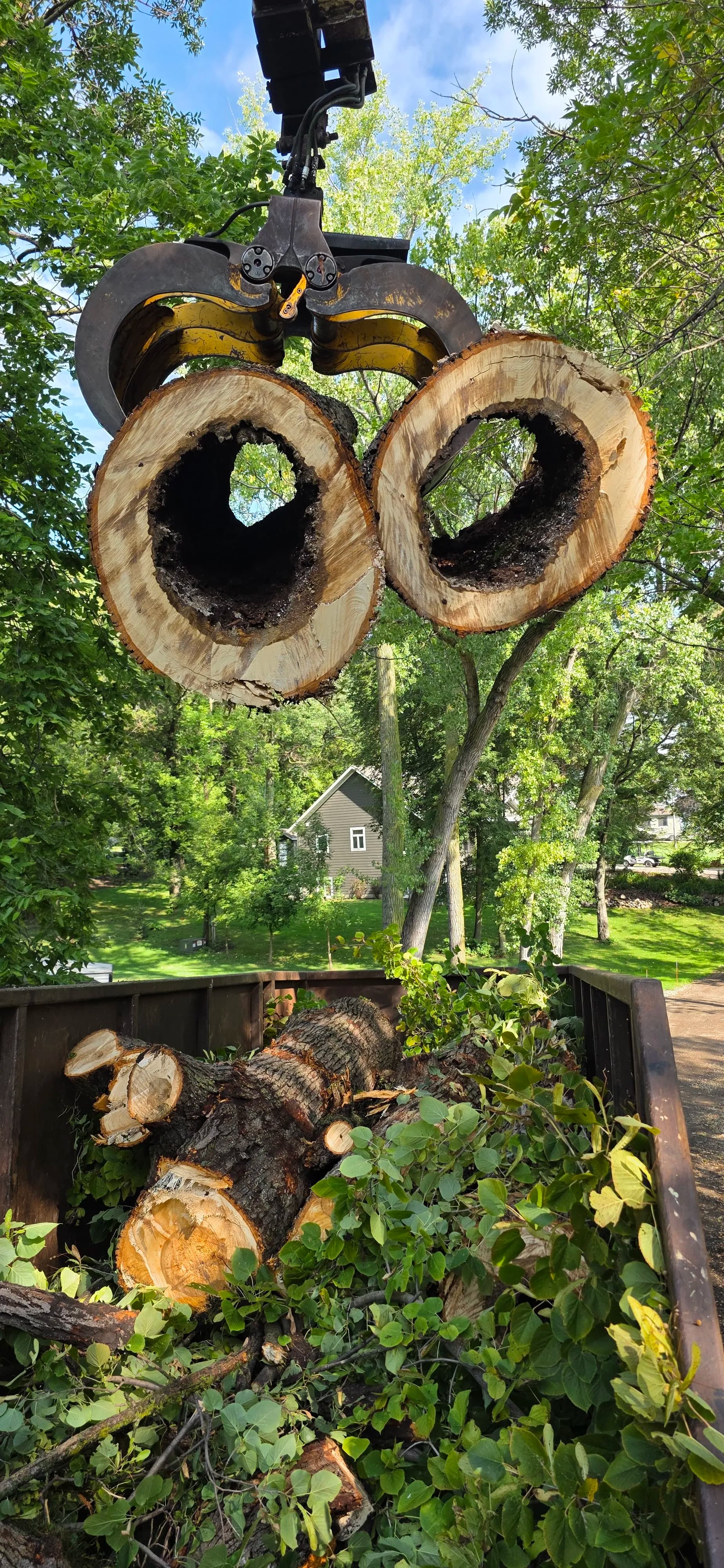 Gallery photos for When a Storm-Damaged Tree Finally Lets Go: Image #1