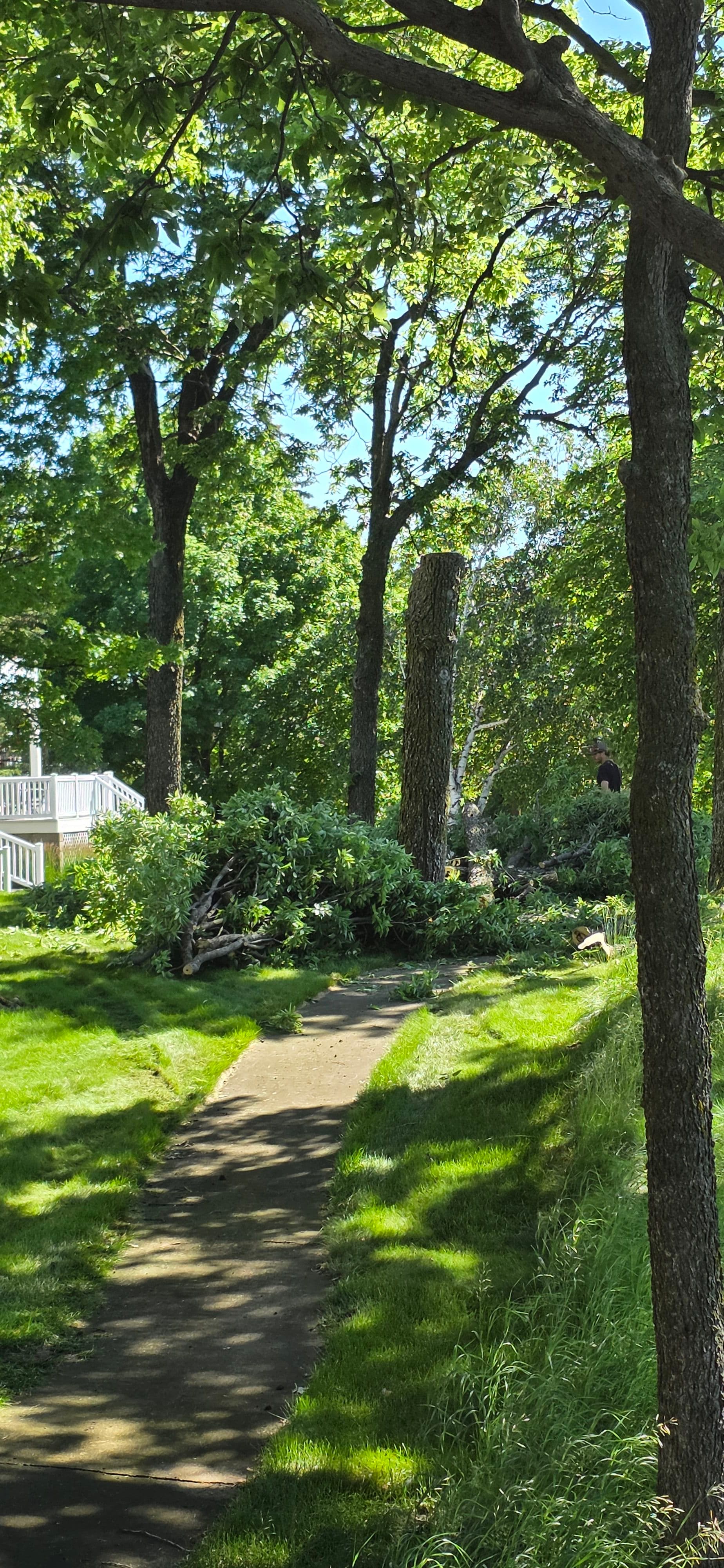Gallery photos for Spider Lift Tree Removal on a Steep Lakeside Property: Image #2