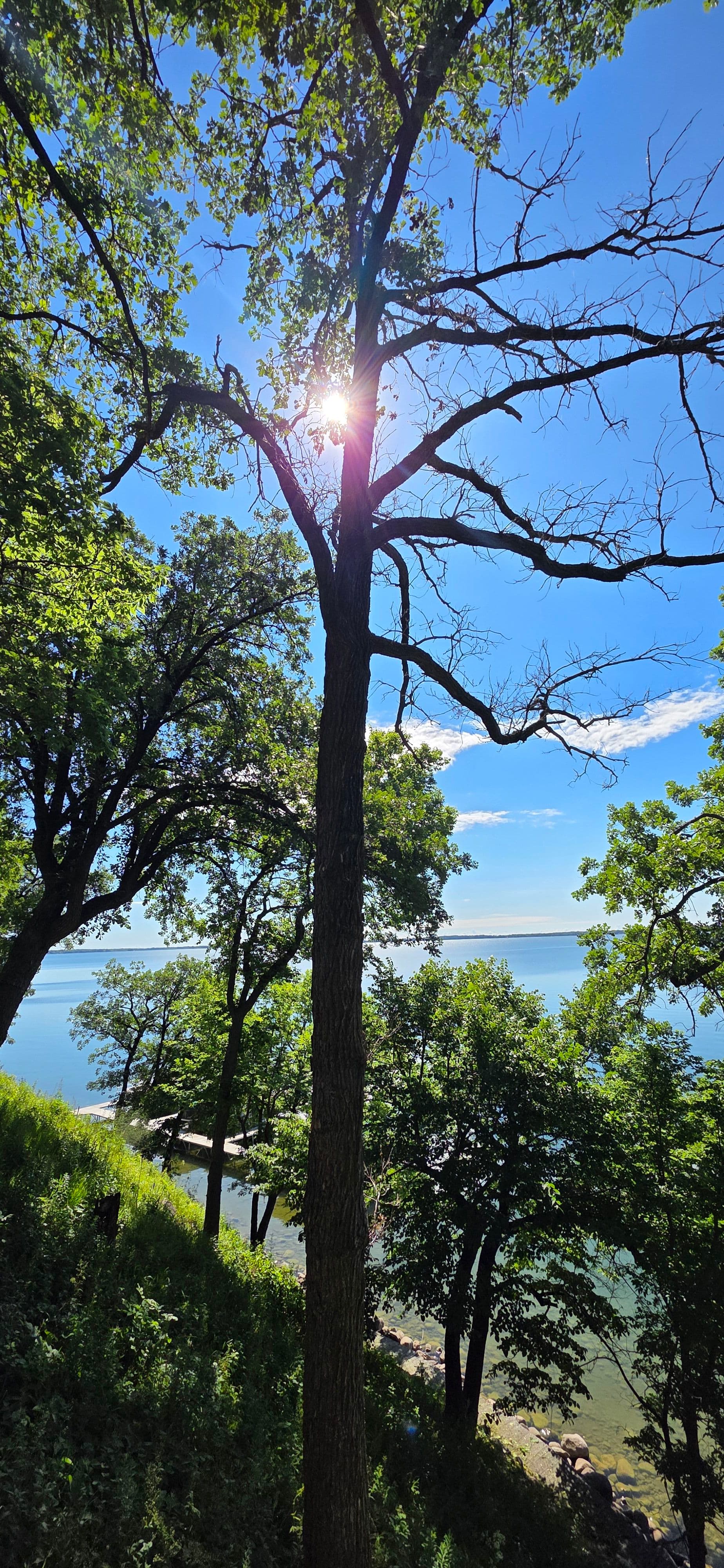 Gallery photos for Spider Lift Tree Removal on a Steep Lakeside Property: Image #1